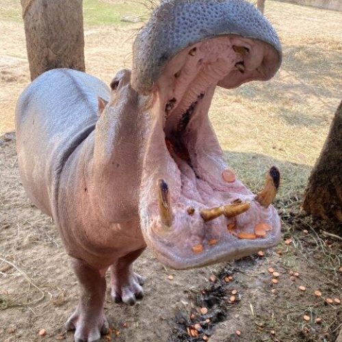 ME_VOY_PARA-MEDELLIN_1755